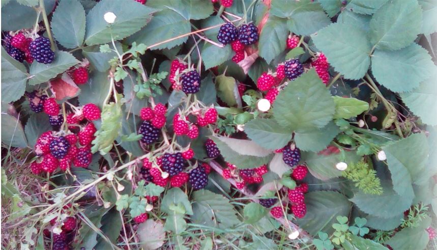 blackberries.JPG