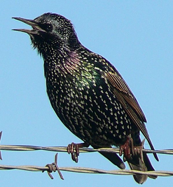 European_Starling_in_breeding_plumage.jpg