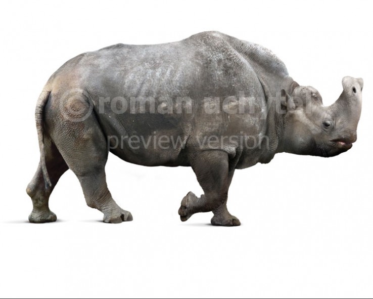 Embolotherium-white-738x591.jpg