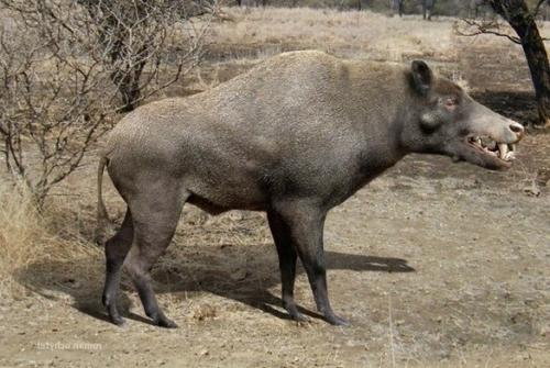 entelodont.jpg