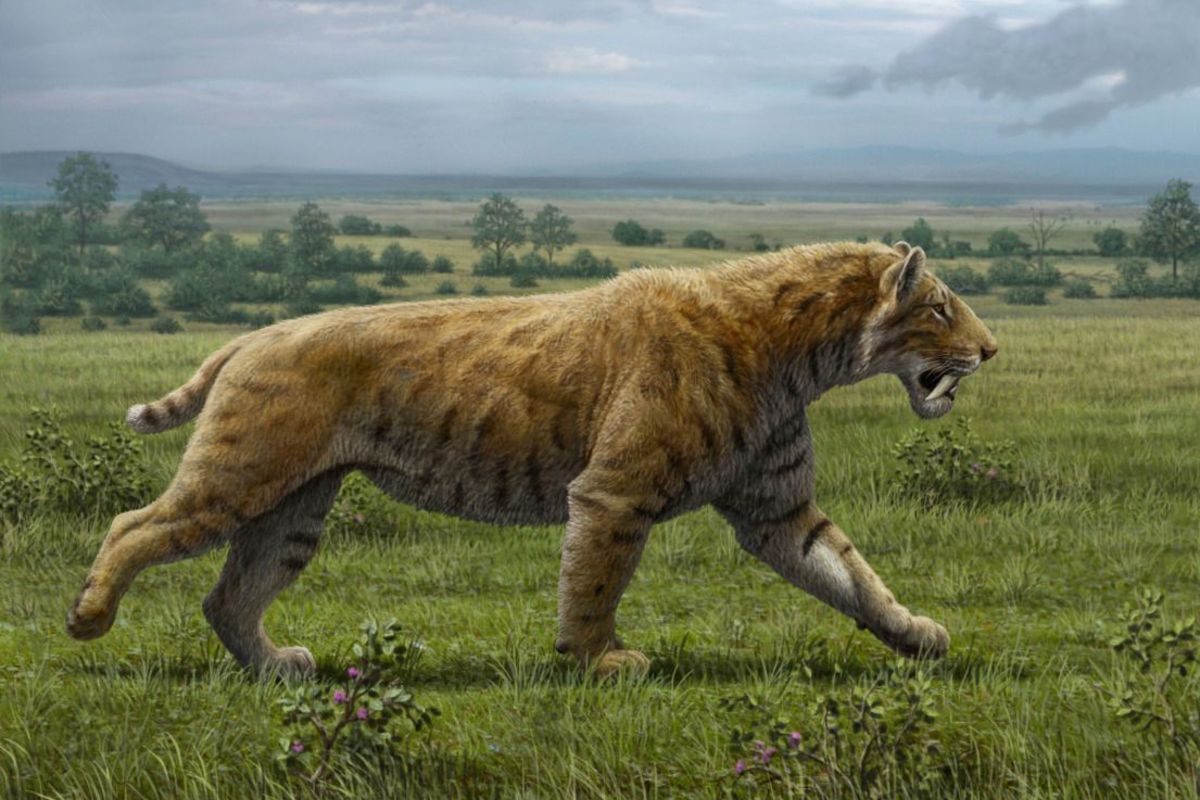 smilodon-populator-mauricio-anton.jpg