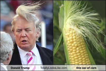 donald-trump-totally-looks-like-this-ear-of-corn.jpeg